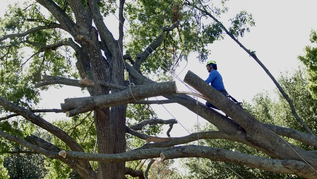 Professional Crown Thinning performed by certified arborists in Sterling City