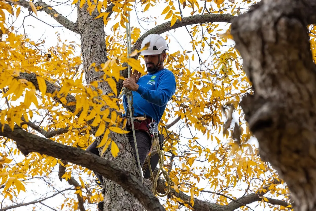 Skilled Tree Planting crew working in Sterling City