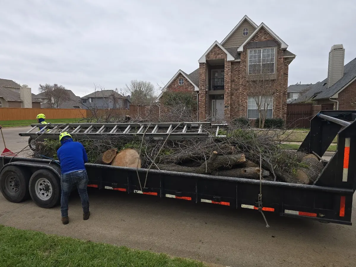 Expert Tree Removal with proper safety equipment in Sterling City